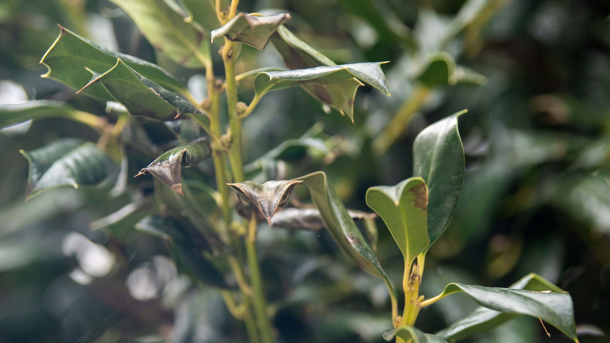 Das Bild zeigt einige Blätter einer Stechplame, die in der Euskirchener Innenstadt stehe. Ihre Blätter sind leicht vertrocknet.