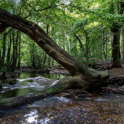In der Nähe der Stelle, wo Georg das letzte Mal gesehen wurde, verlaufen auch kleinere Bäche. (Symbolbild)
