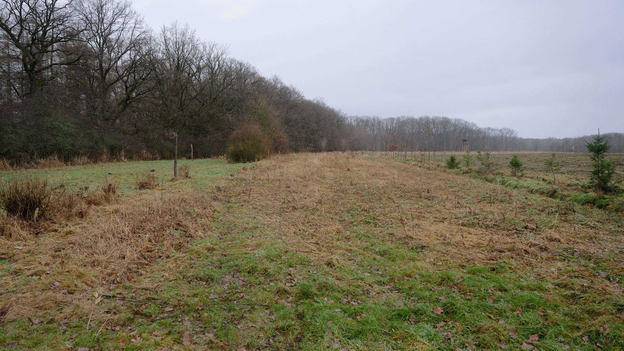 Die Fläche muss nun wieder umständlich aufgeforstet werden.