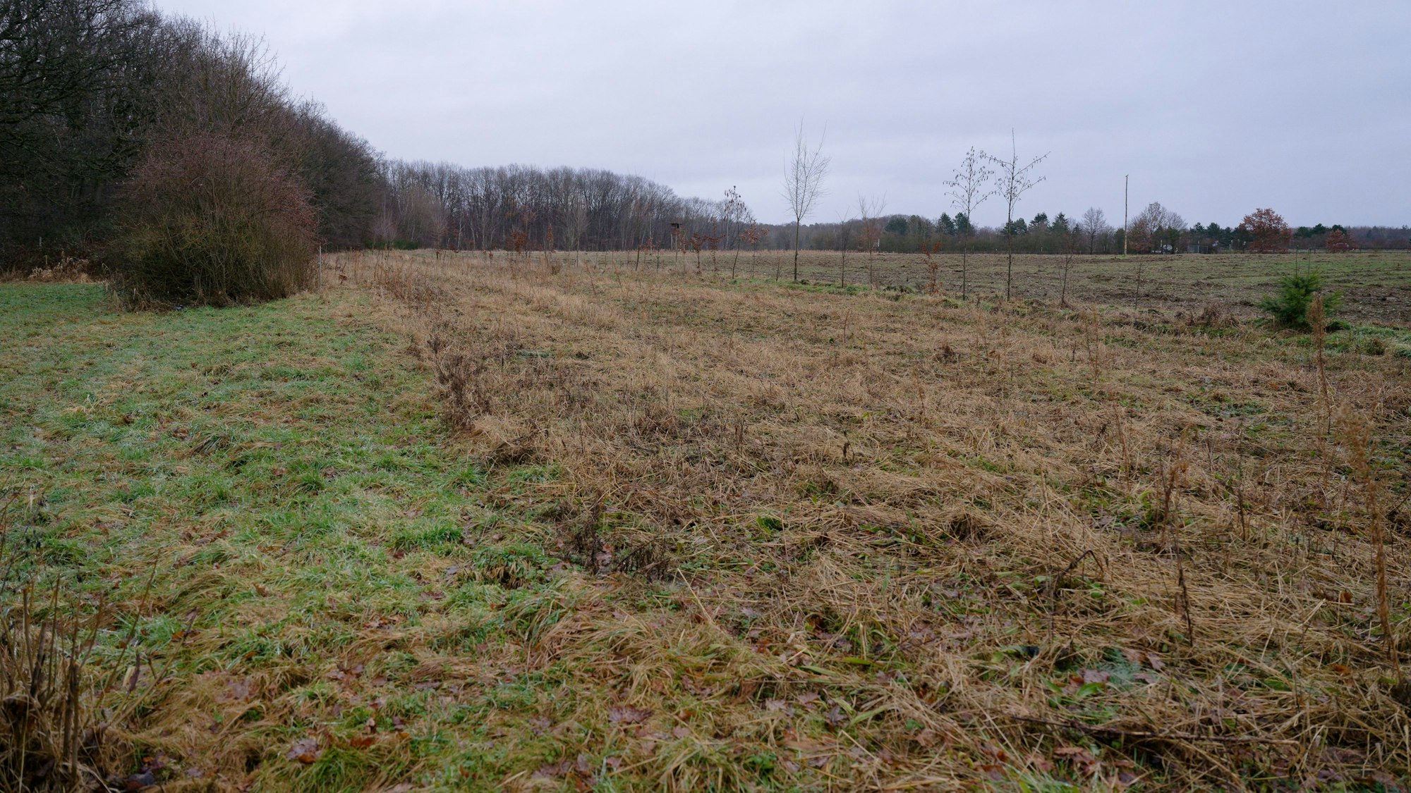 Nur noch Gras ist auf Fläche bei Meckenheim, auf der Mehr als 1000 gespendete Bäume versehentlich gefällt wurden, zu sehen.