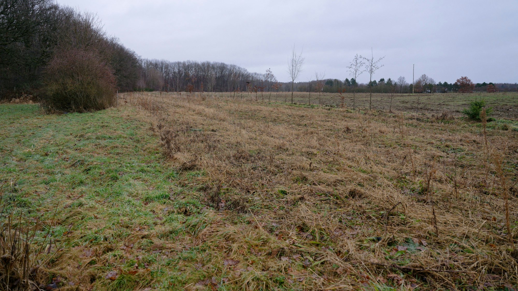 Nur noch Gras ist auf Fläche bei Meckenheim, auf der Mehr als 1000 gespendete Bäume versehentlich gefällt wurden, zu sehen.