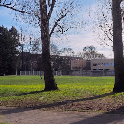 Blick auf eine Wiese mit drei großen Bäumen im Vordergrund