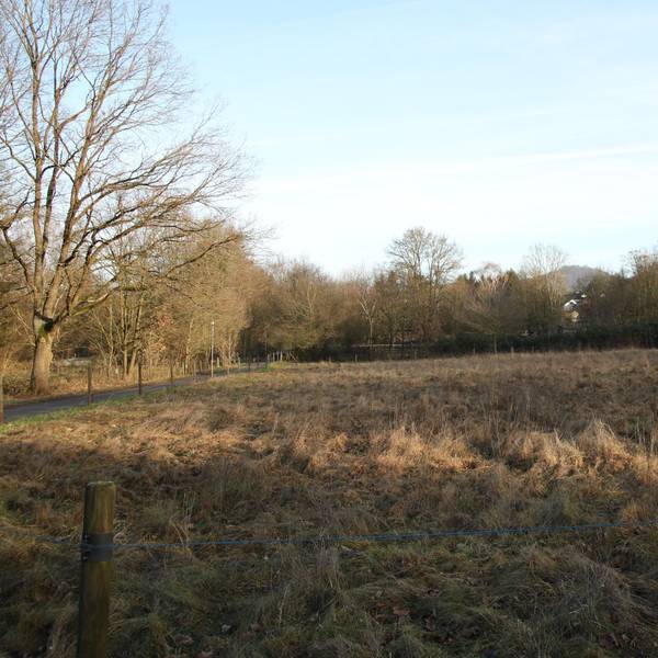 Eine Wiese und im Hintergrund eine Reihe von Bäumen