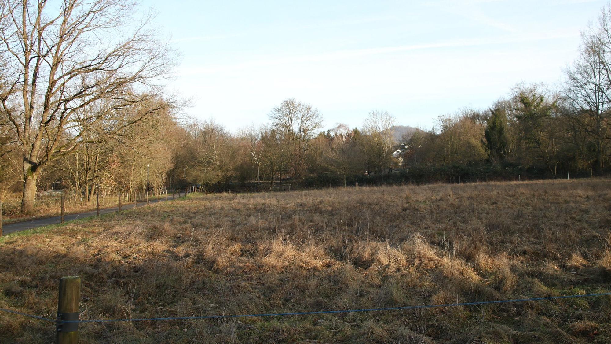 Eine Wiese und im Hintergrund eine Reihe von Bäumen