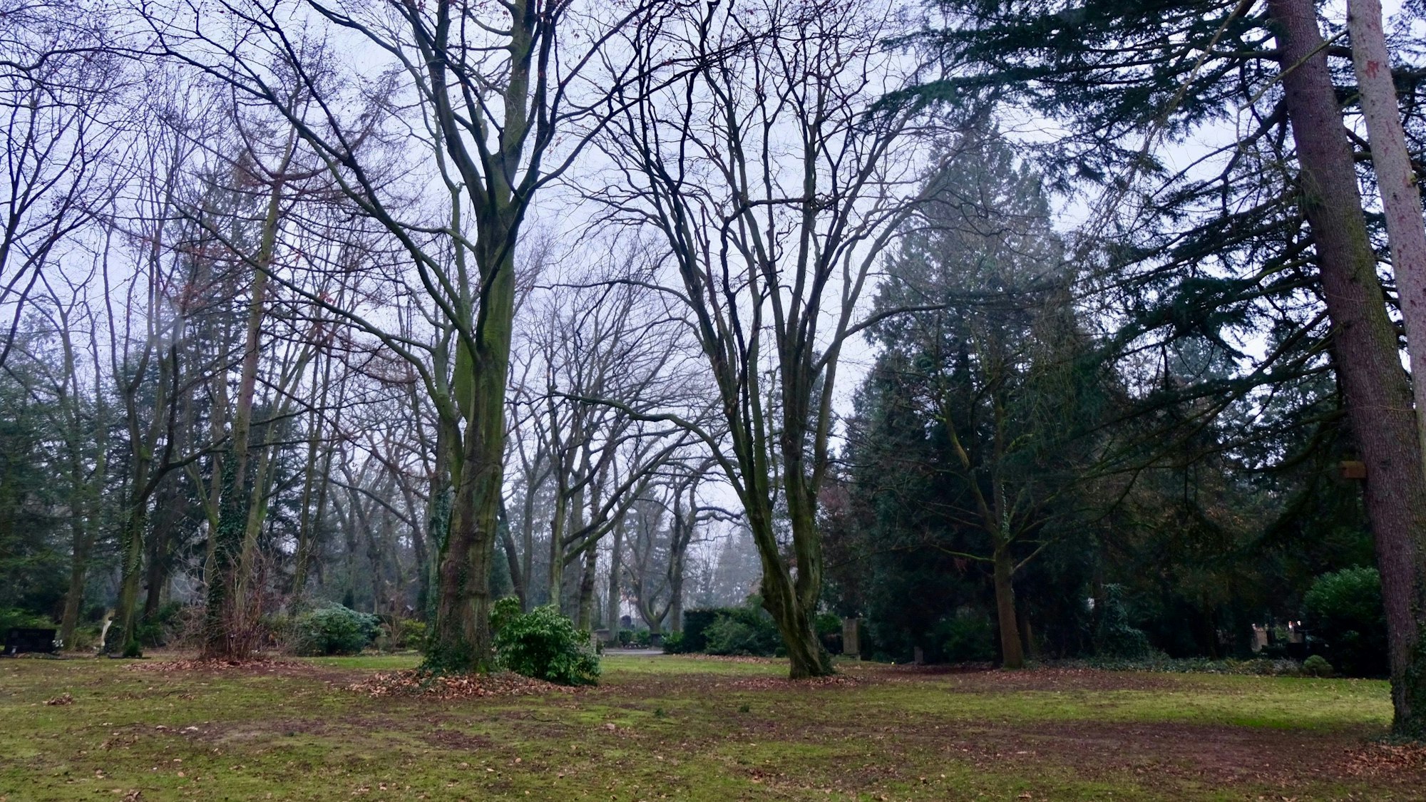 Auf dem Flurstück 75 des Kölner Melatenfriedhofs stehen zahlreiche Bäume, drei sollen gefällt werden.