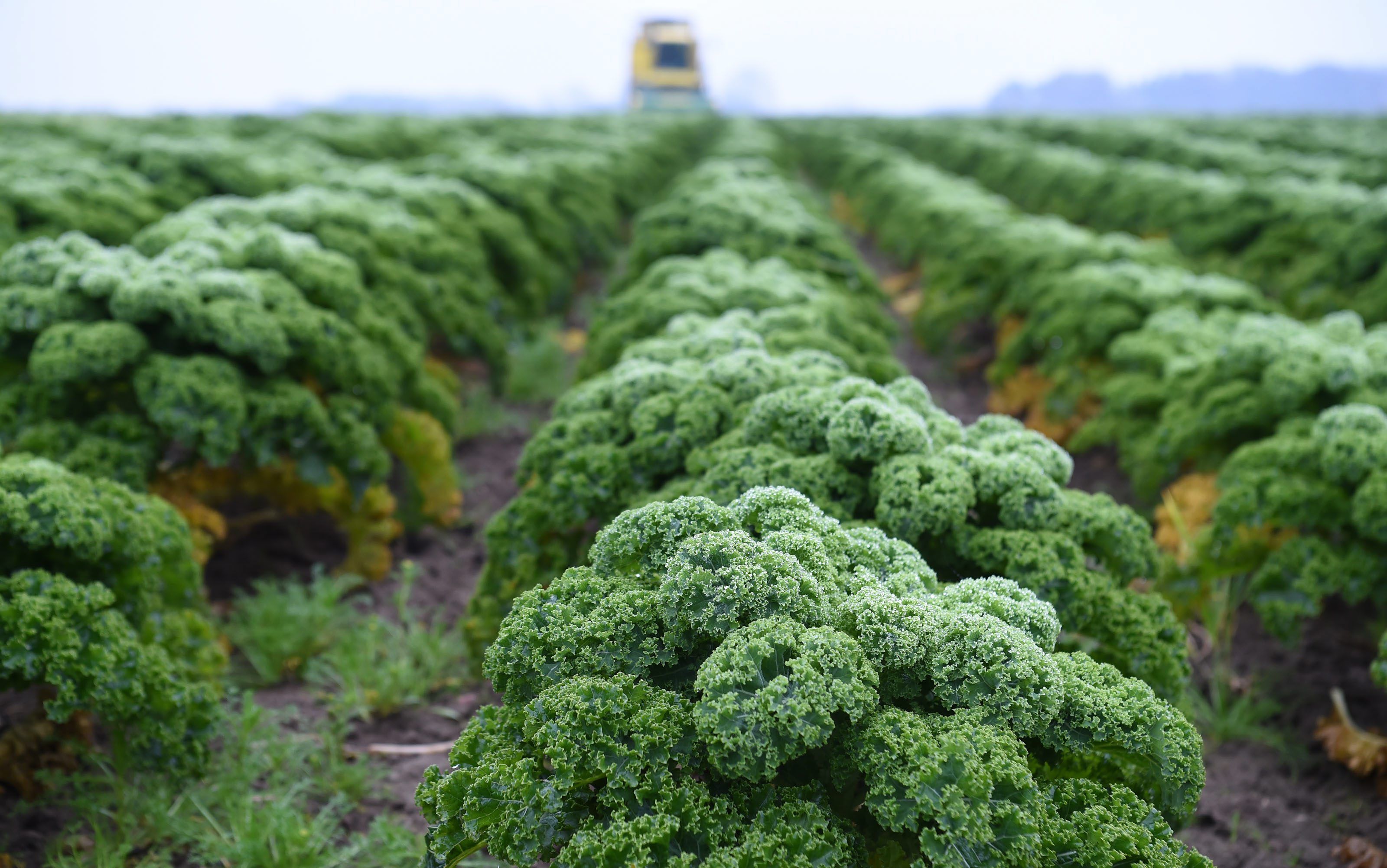 Grünkohl steht kurz vor seiner Ernte auf dem Feld.