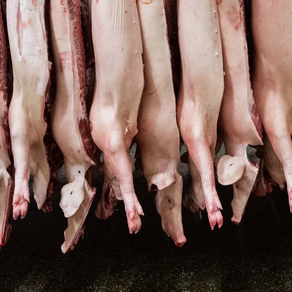 Halbierte Schweine hängen in einem Schlachthof. Die Ampel-Regierung will eine Tierwohlabgabe einführen.er gesunken») Foto: Mohssen Assanimoghaddam/dpa +++ dpa-Bildfunk +++