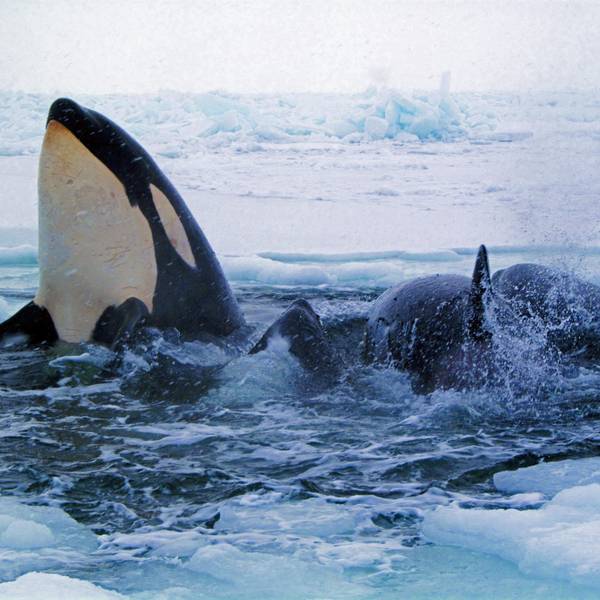 Die Schwertwale in Japan sind, ähnlich wie die hier im Symbolbild zu sehenden Tiere vom Eis eingeschlossen.