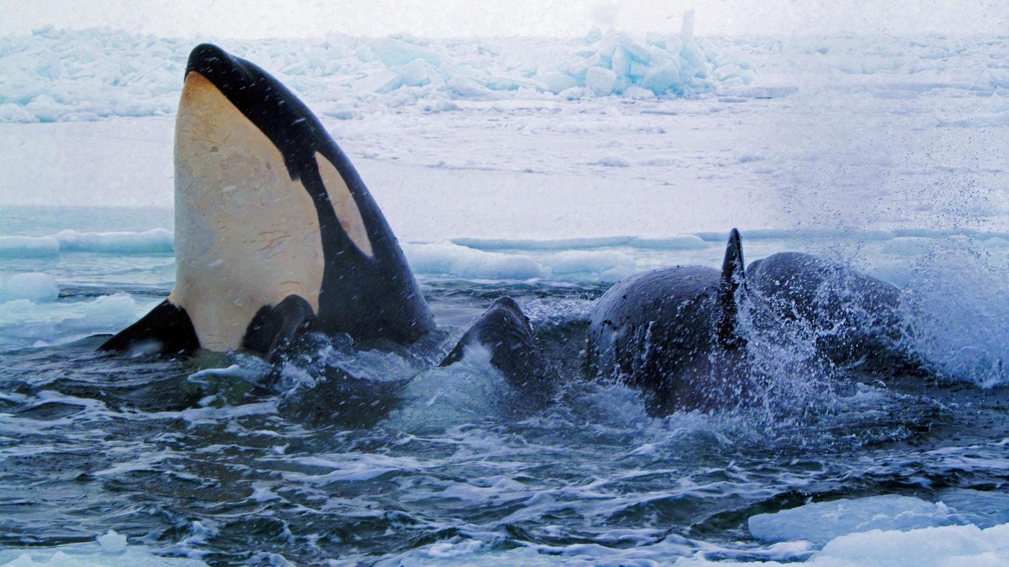 Orcas im Meer.