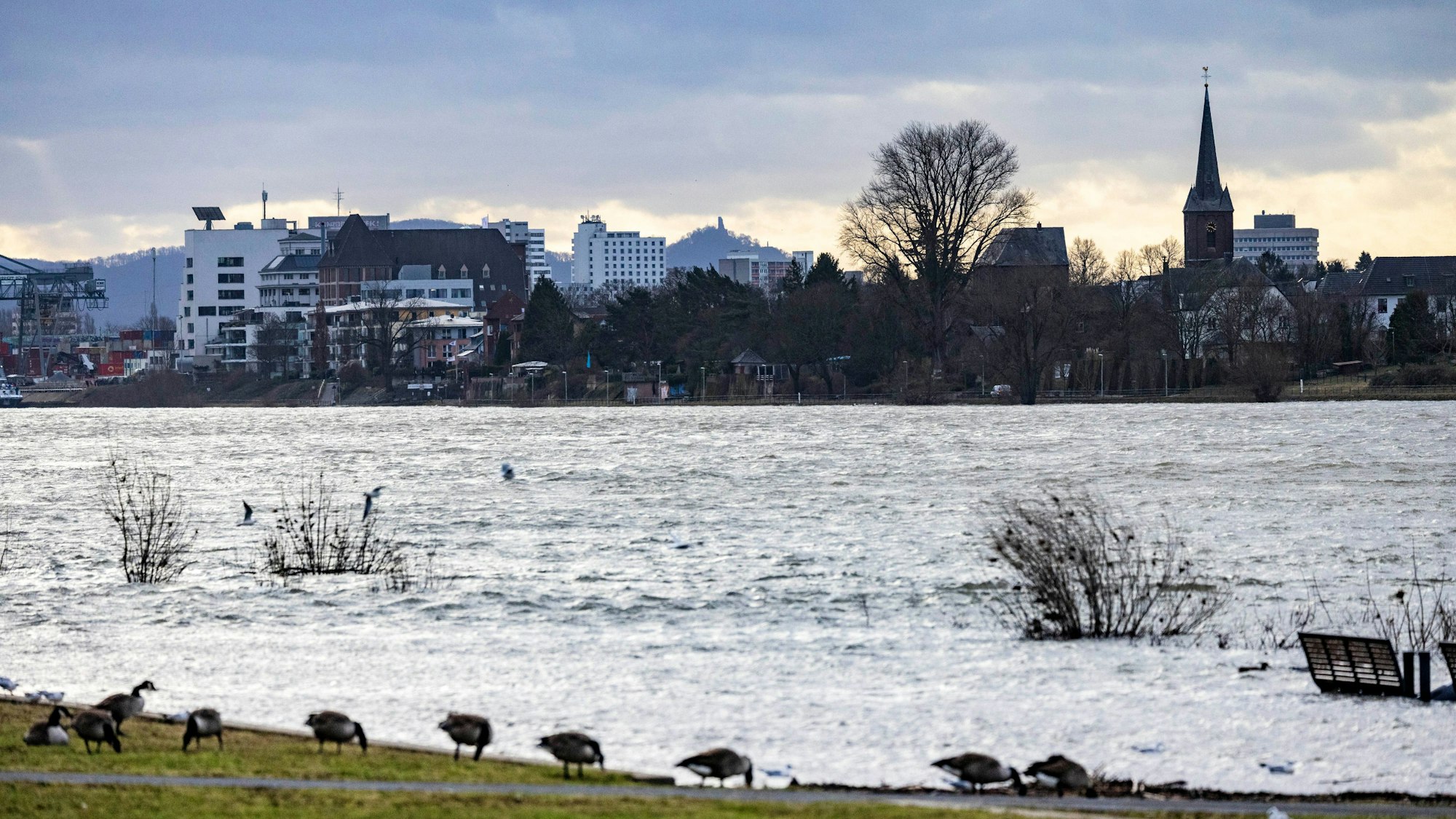 In Mondorf suchen Gänse am Rheinufer nach Futter, im Hintergrund ist der Drachenfels zu erkennen.