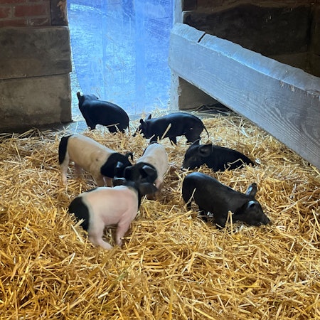 Sieben Ferkel mit schwarz-rosa-Fell