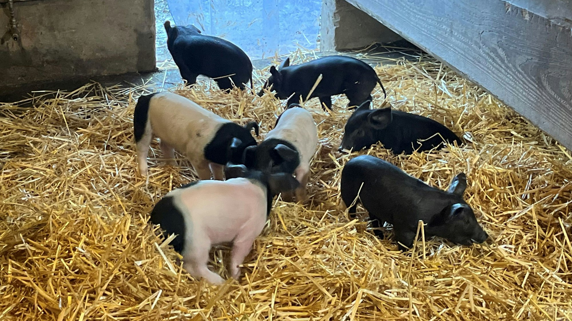 Sieben Ferkel mit schwarz-rosa-Fell