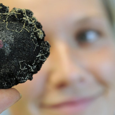 Eine Mitarbeiterin hält am Donnerstag in der Bundesanstalt für Geowissenschaften und Rohstoffe (BGR) in Hannover eine Manganknolle in der Hand. Der rote Punkt markiert die Oberseite der Knolle. Die in den Manganknollen der Tiefsee ebenfalls angereicherten Metalle Kupfer, Kobalt und Nickel sowie seltenere Spurenmetalle wie Molybdän werden zur Herstellung vieler Produkte der Elektro- und Computerindustrie benötigt. (Archivbild)