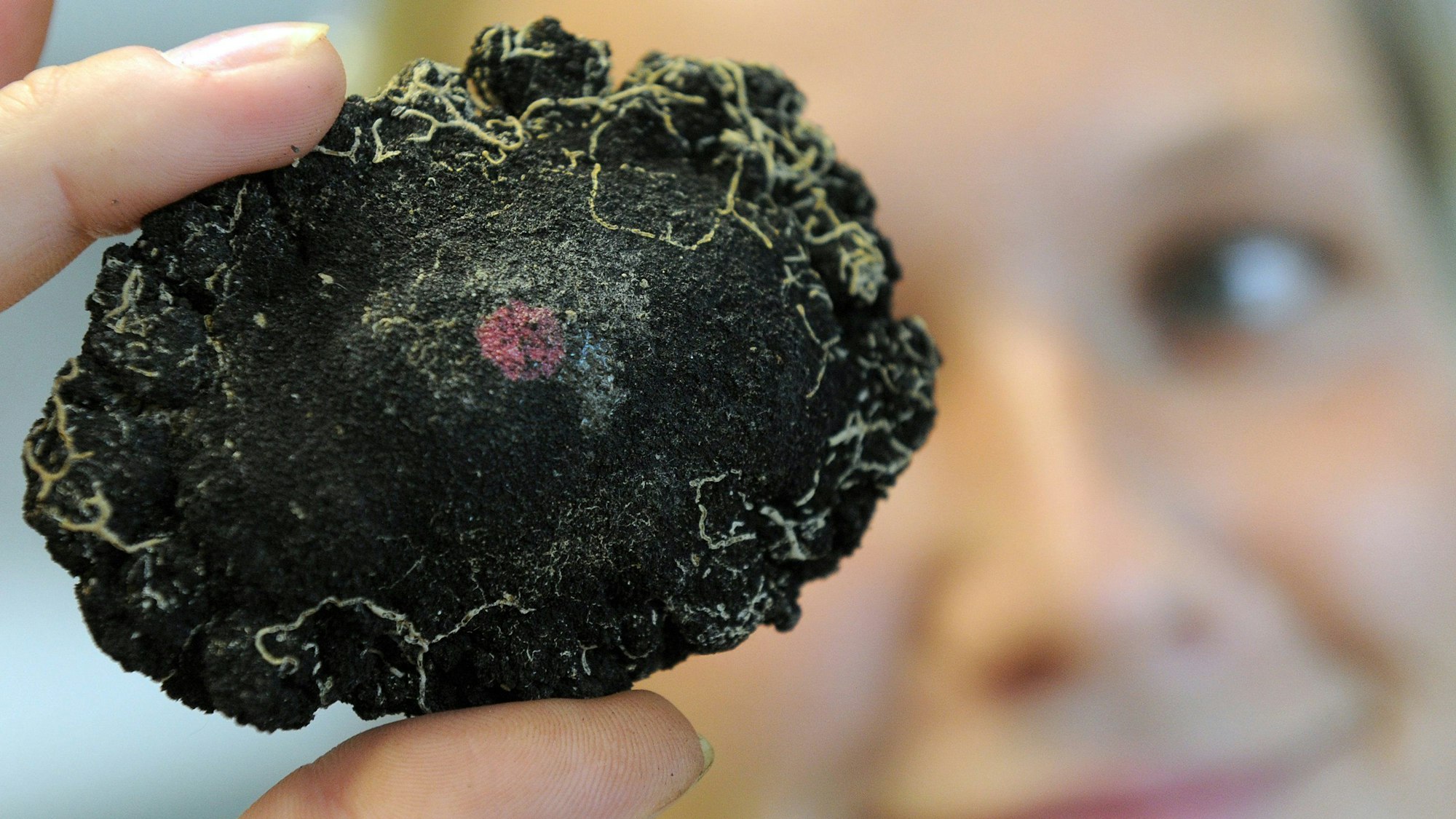 Eine Mitarbeiterin hält am Donnerstag in der Bundesanstalt für Geowissenschaften und Rohstoffe (BGR) in Hannover eine Manganknolle in der Hand. Der rote Punkt markiert die Oberseite der Knolle. Die in den Manganknollen der Tiefsee ebenfalls angereicherten Metalle Kupfer, Kobalt und Nickel sowie seltenere Spurenmetalle wie Molybdän werden zur Herstellung vieler Produkte der Elektro- und Computerindustrie benötigt. (Archivbild)