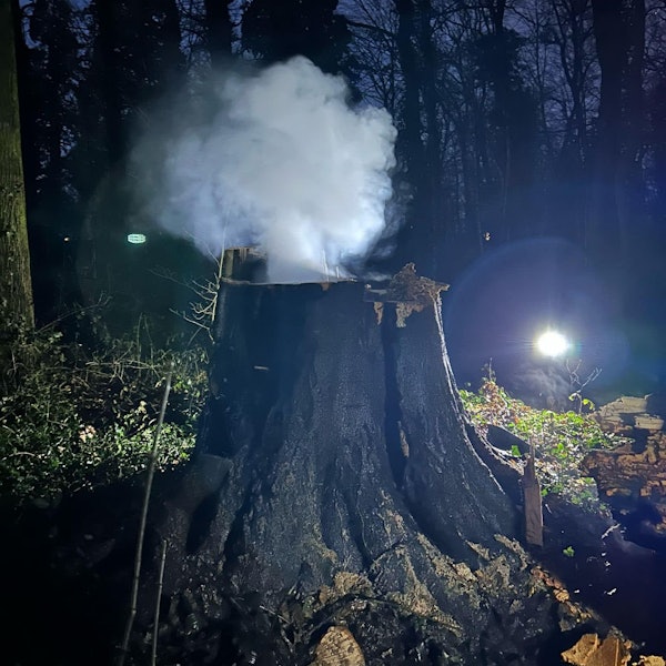 Auf dem Foto ist der abgesägte Baum zu sehen. Ein Stumpf ist stehen geblieben.