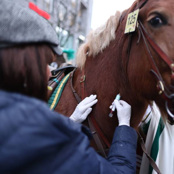 Vor dem Start des Rosenmontagsumzugs wird einem Pferd Blut entnommen.