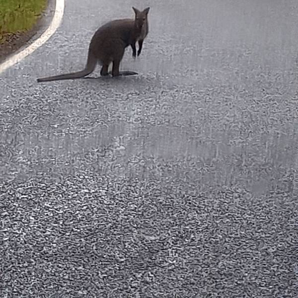 Dieses von der Polizei Nordsaarland zur Verfügung gestellte Foto zeigt ein Känguru auf einer Straße im Nordsaarland.