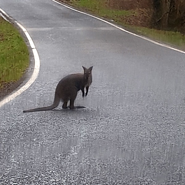Dieses von der Polizei Nordsaarland zur Verfügung gestellte Foto zeigt ein Känguru auf einer Straße im Nordsaarland.