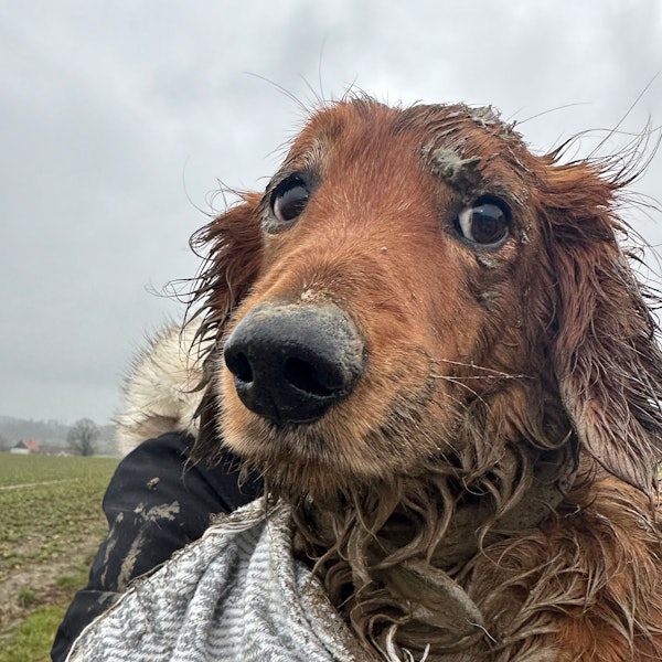 Dackel Dusty blickt in die Kamera