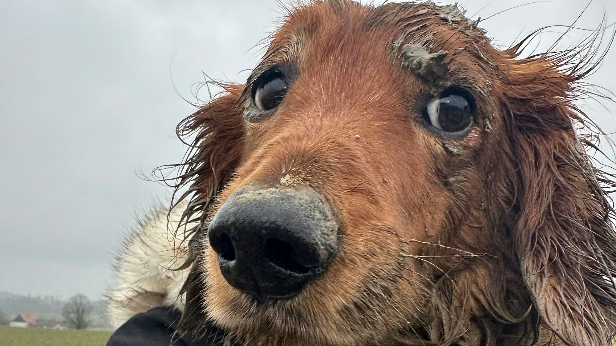 Dackel Dusty blickt in die Kamera
