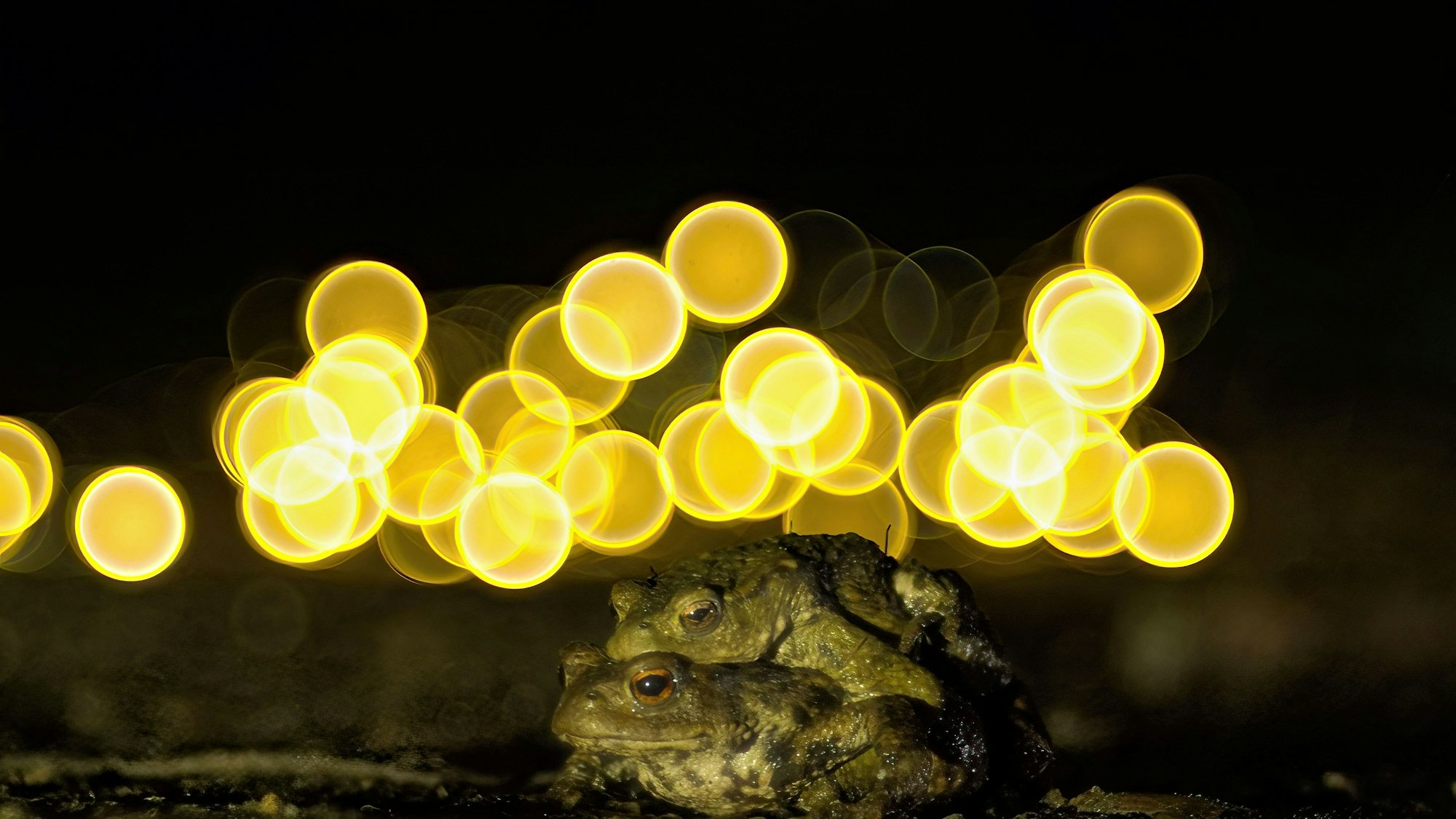 Erdkröten sind jetzt in der Paarungszeit.