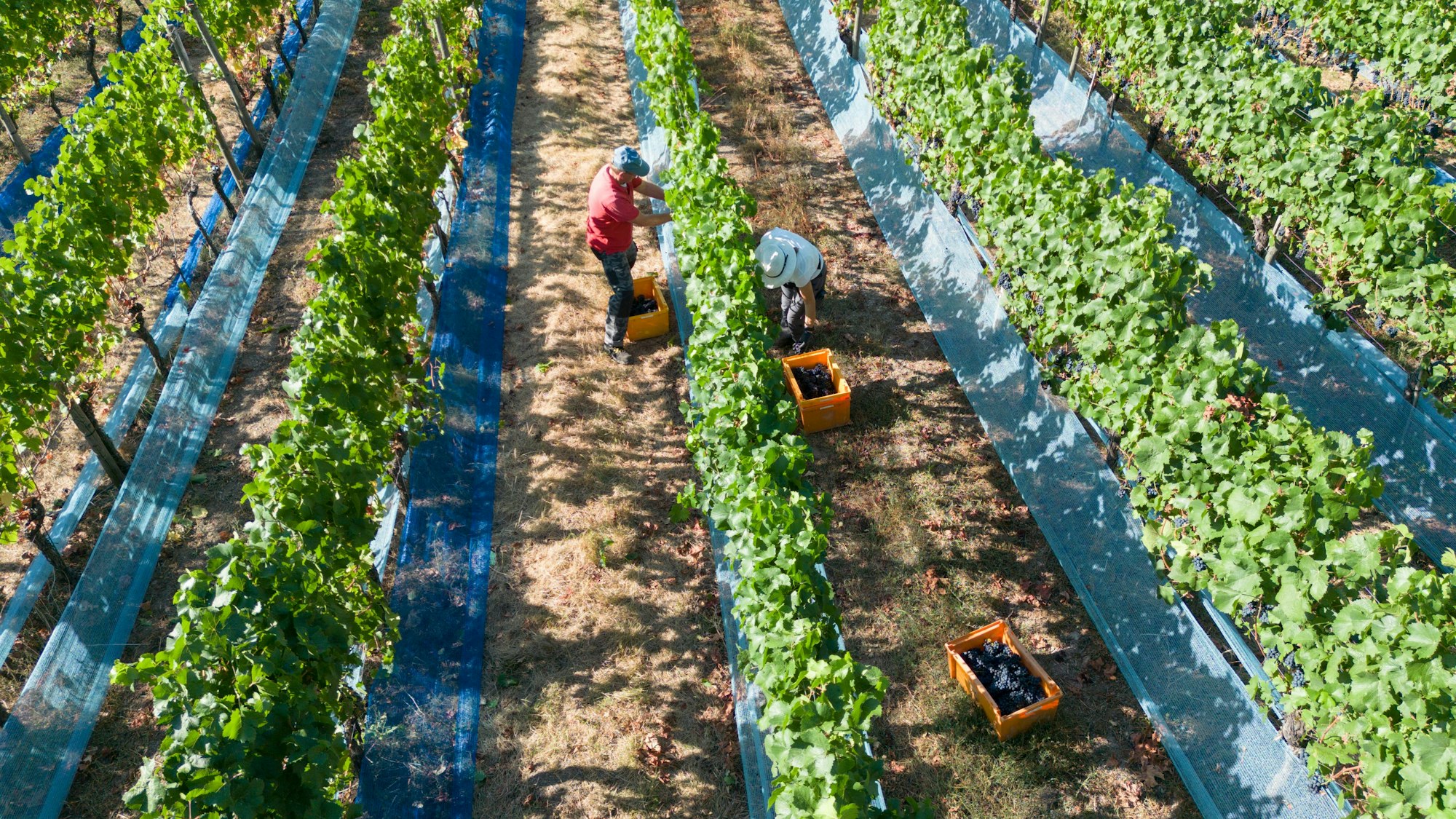Erntehelfer lesen im Ahrtal zum offiziellen Beginn der Hauptweinlese Rotweintrauben der Sorte Frühburgunder.