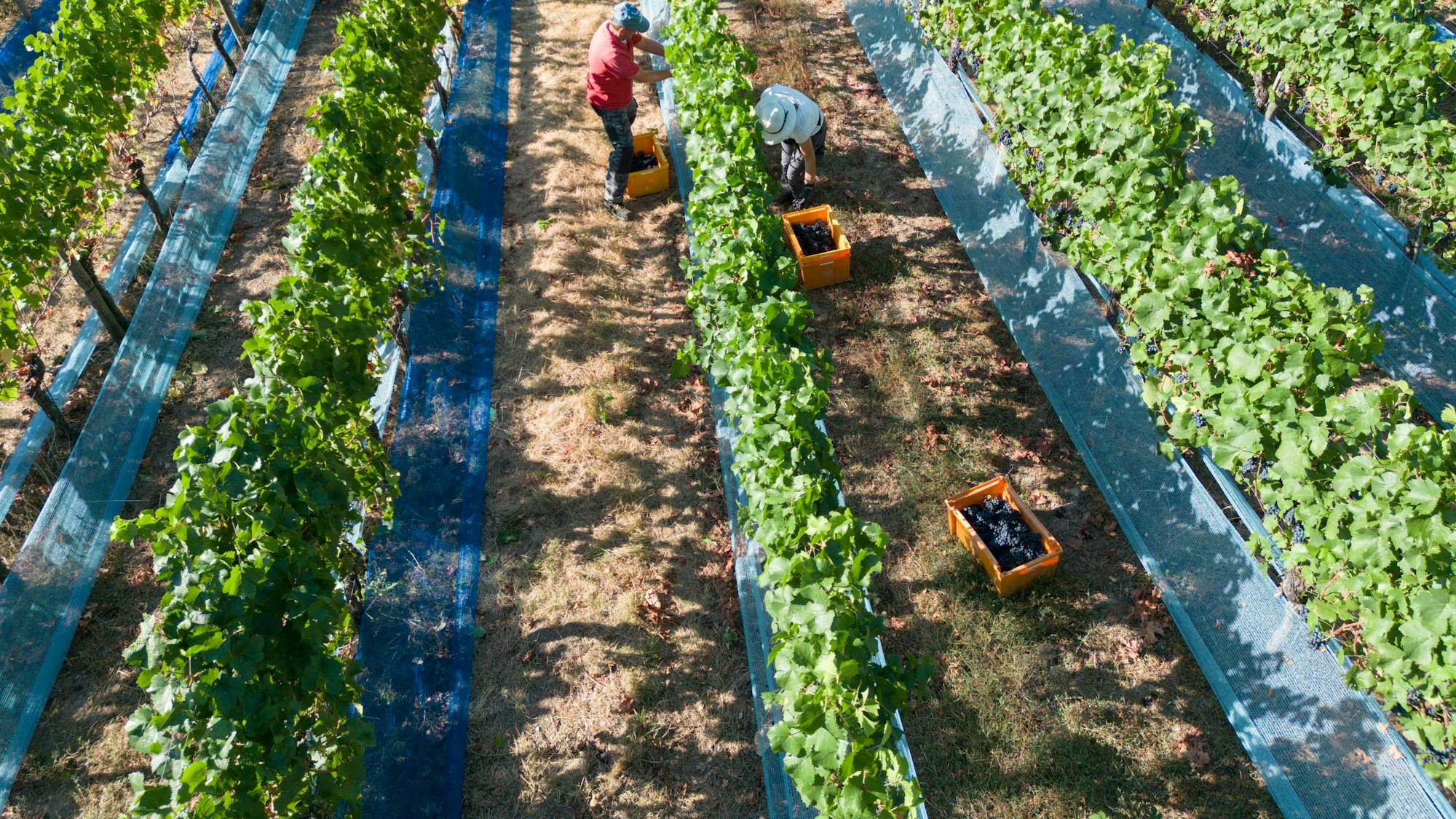 Erntehelfer lesen zum offiziellen Beginn der Hauptweinlese Rotweintrauben der Sorte Frühburgunder an einem Weinberg oberhalb von Heimersheim im Ahrtal (Luftaufnahme mit einer Drohne).