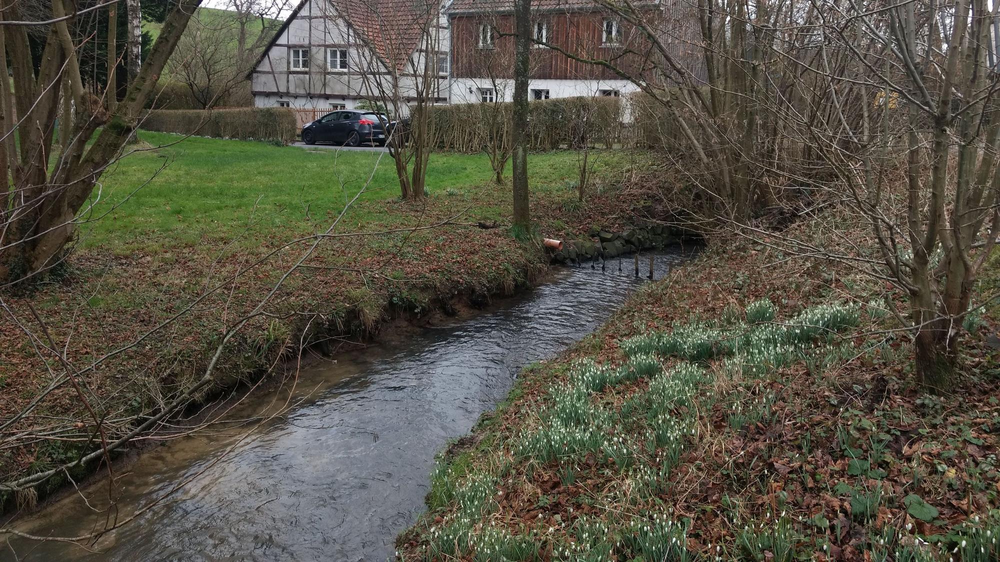 Der Bornheimer Bach fließt über die Großhamberger Wiese.
