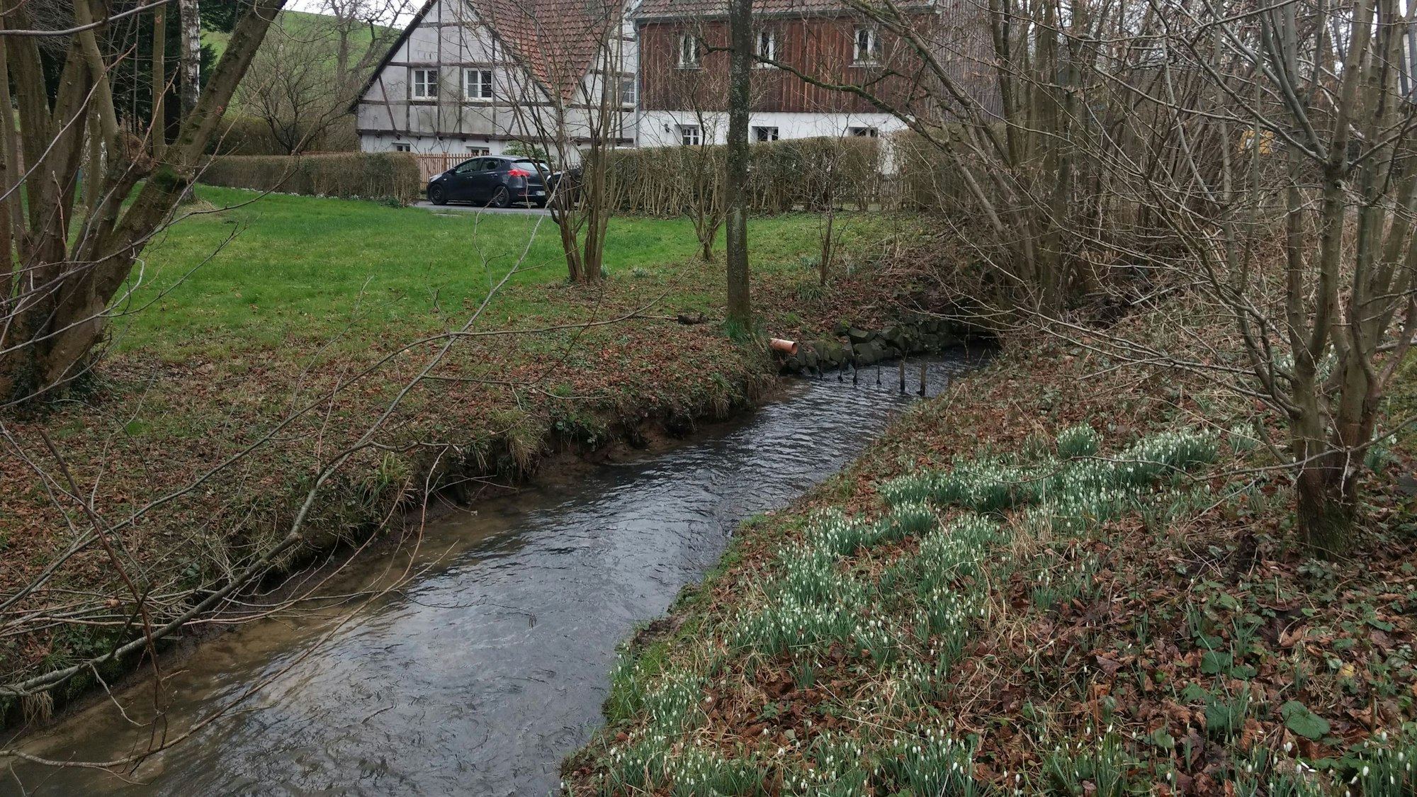 Der Bornheimer Bach fließt über die Großhamberger Wiese.
