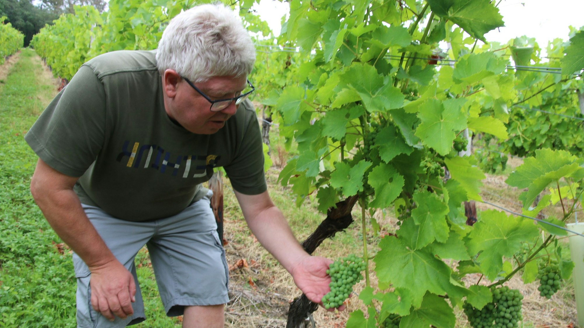 Winzer Bernd Blöser in den Oberdollendorfer Weinbergen.
