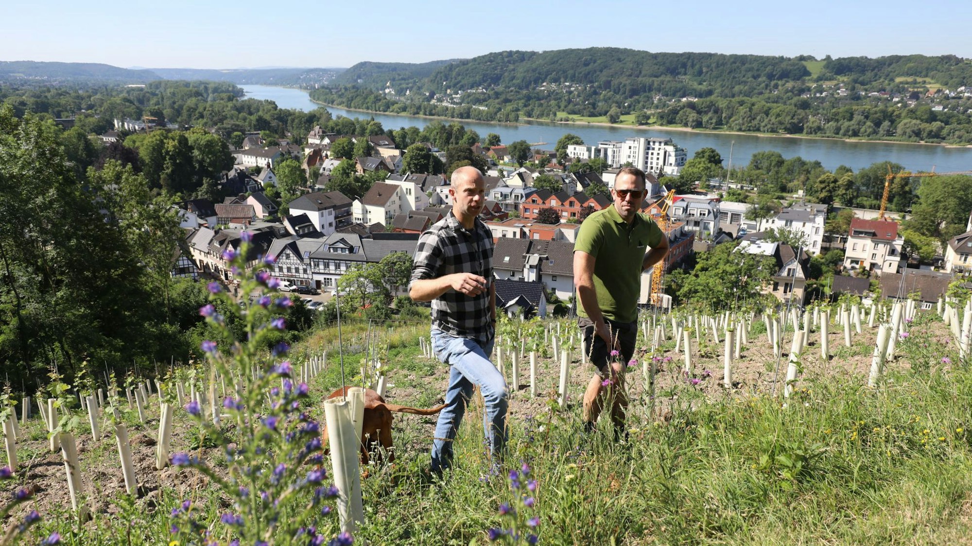 Ralf Badtke und Winzer Felix Pieper stehen zwischen den Weinreben in Rhöndorf.