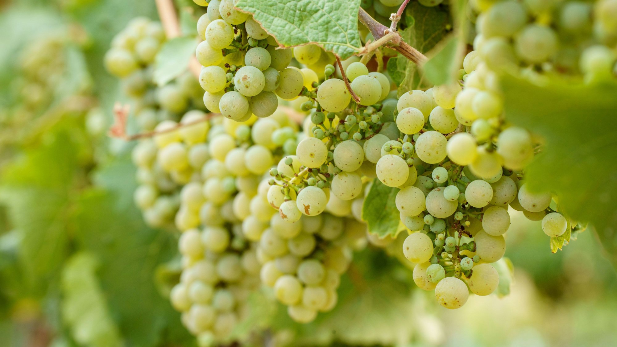 Rieslingtrauben hängen am Stock in einem der Weinberge in Rheinland-Pfalz.