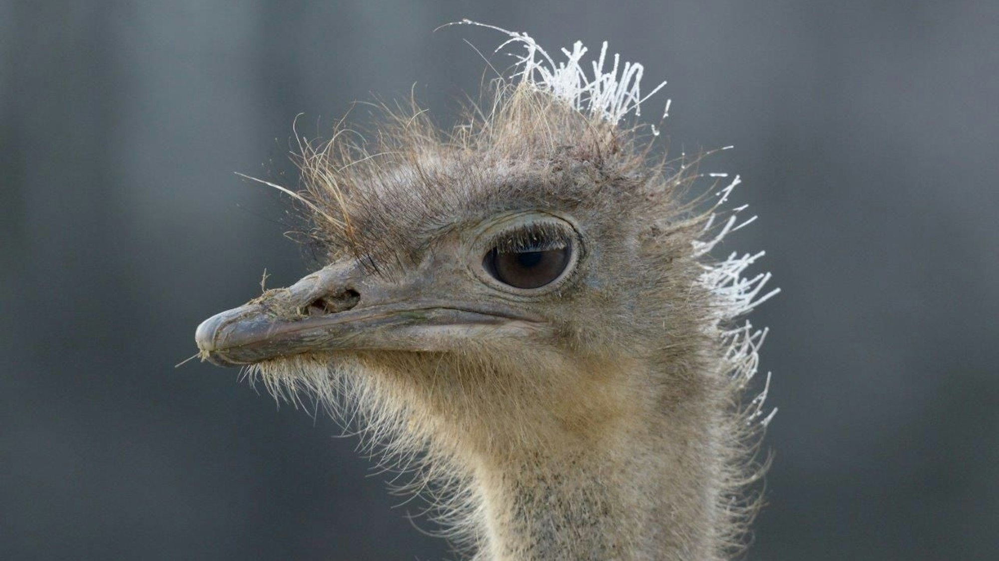 Strauß auf der Straußenfarm Emminghausen