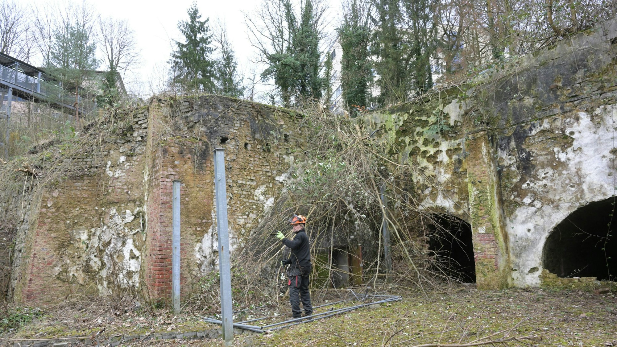Bäume an den alten Kalköfen unterhalb des Evangelischen Krankenhauses werden gefällt, um Schäden durch Wurzen zu verhindern.