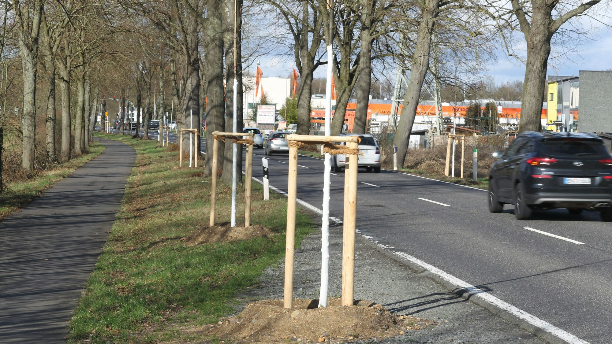 Auch im Sülztal entlang der L 288 stehen neuen junge Bäume.