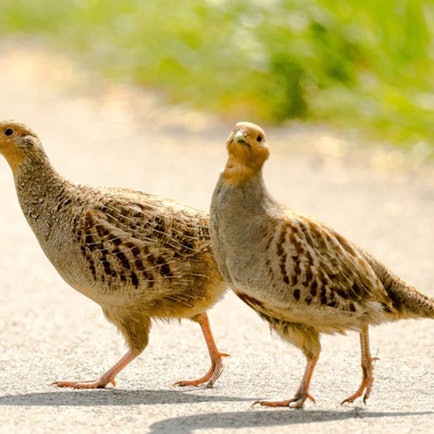 Rebhühner sind in Sankt Augustin wieder heimisch.