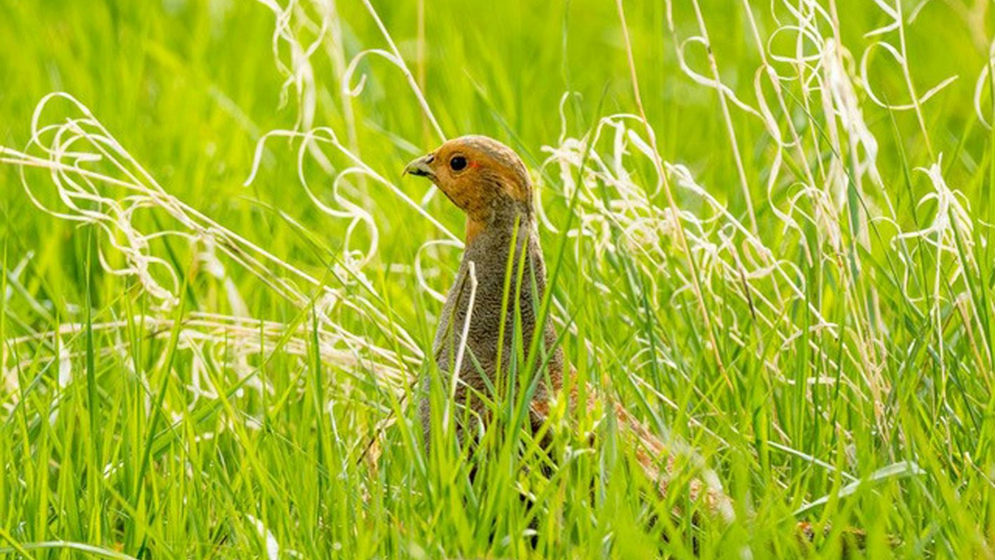 In Getreidefelder suchen die seltenen Vögel Schutz.
