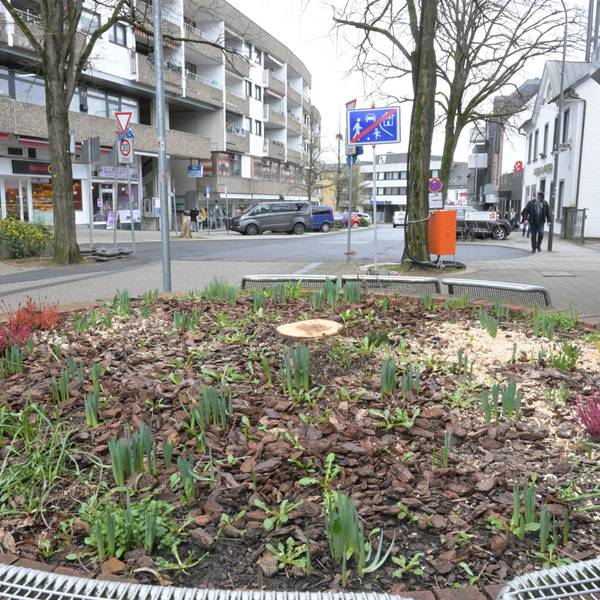 Das Foto zeigt einen Baumstumpf an der Schloßstraße