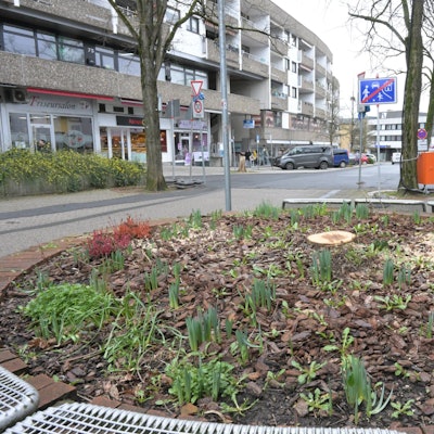 Das Foto zeigt einen Baumstumpf an der Schloßstraße