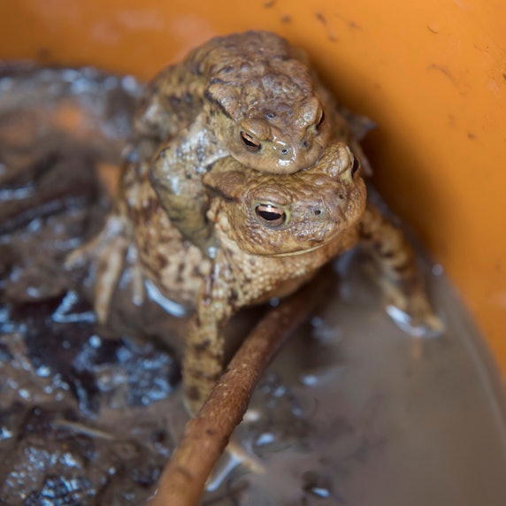 Zwei Kröten sitzen in einem Fangeimer übereinander.