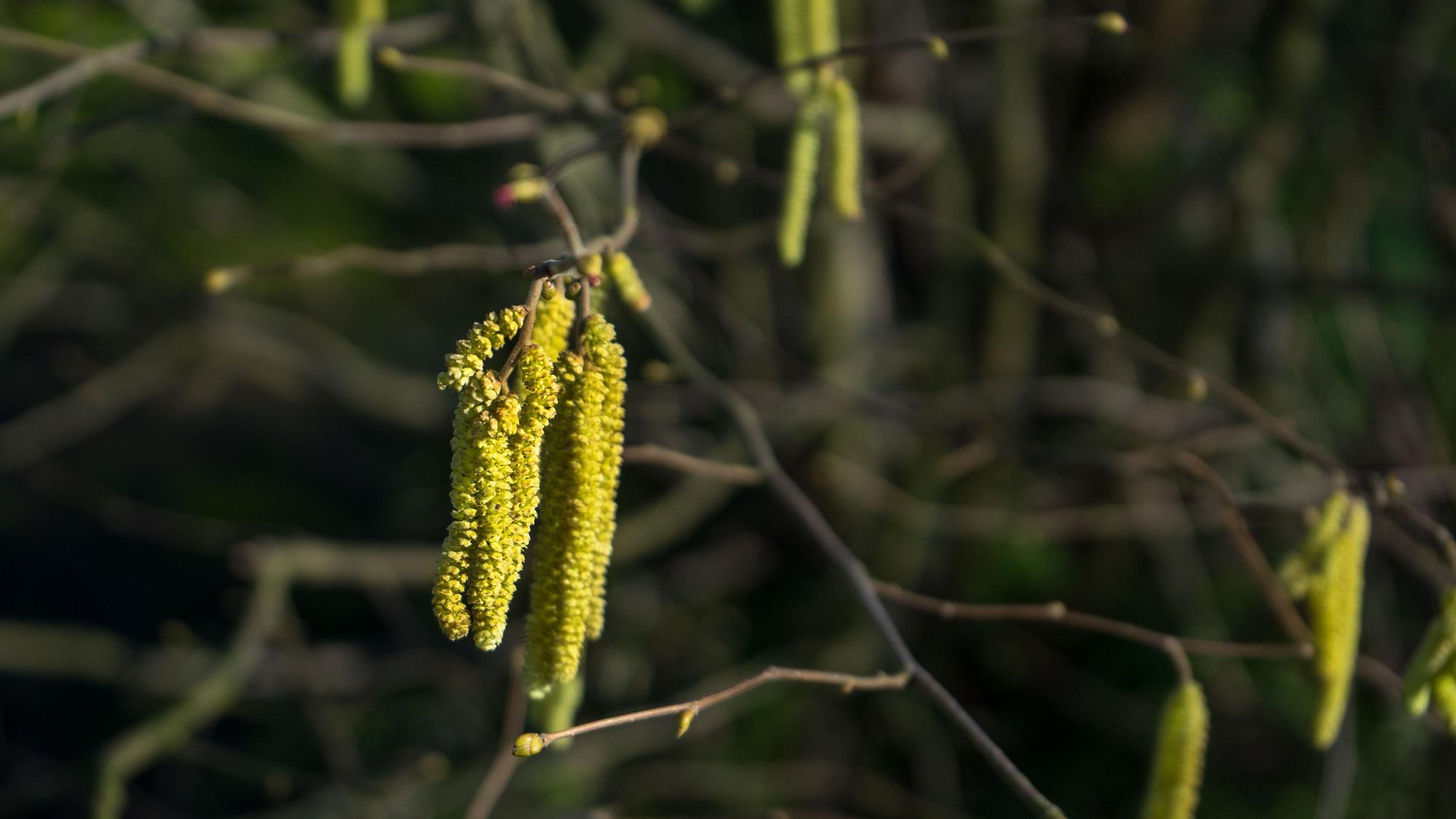 Hasenussblüten an ästen