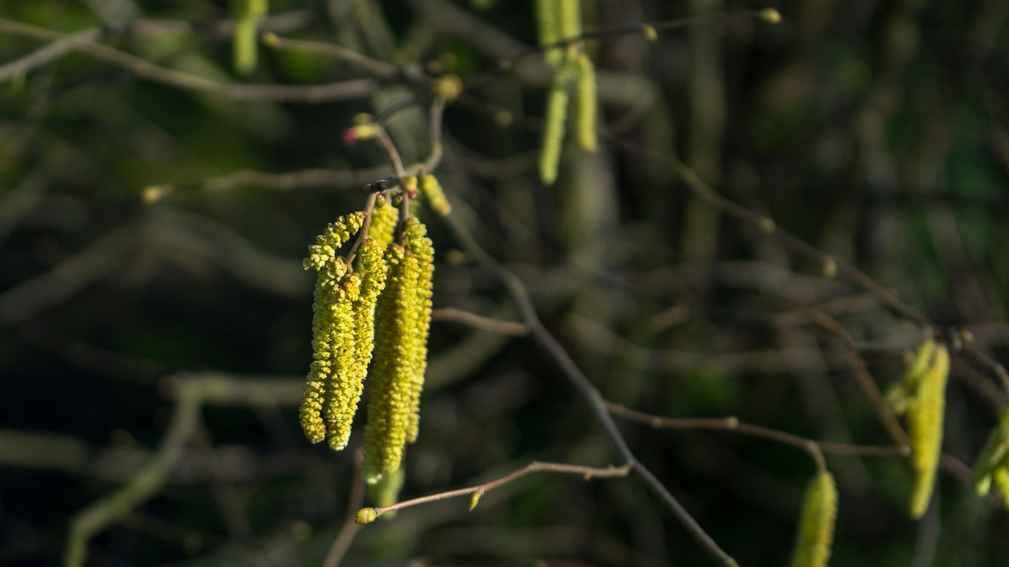 Hasenussblüten an ästen