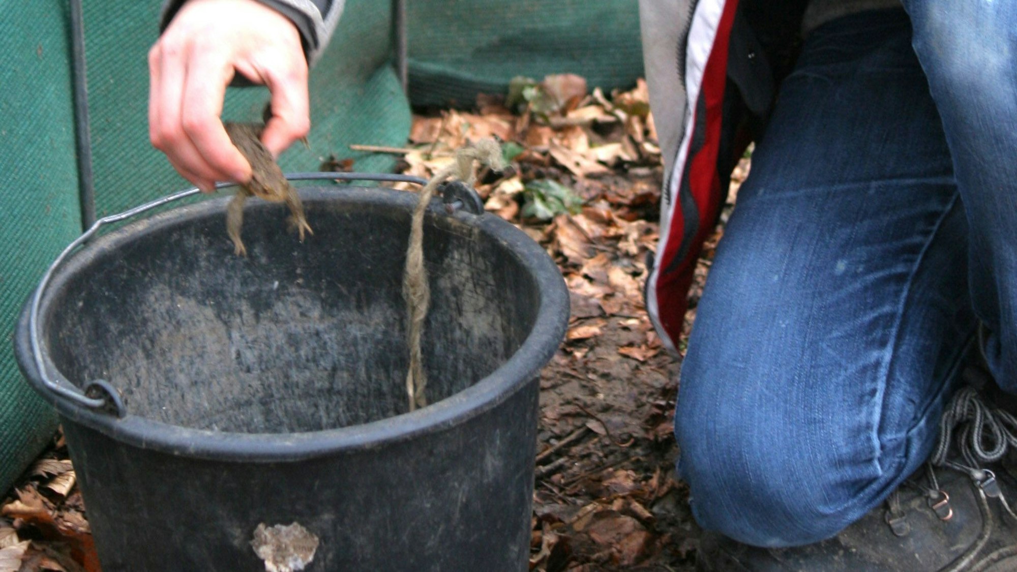 Eine Frau hebt eine Kröte aus einem Eimer.