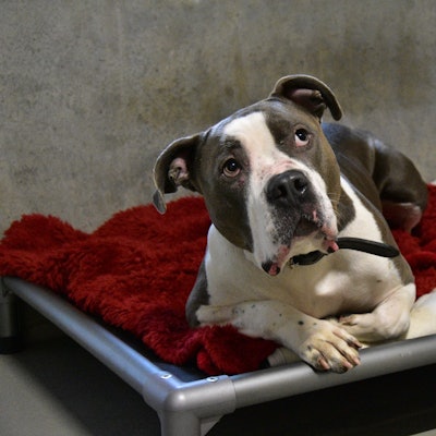 Hund auf roter Decke.