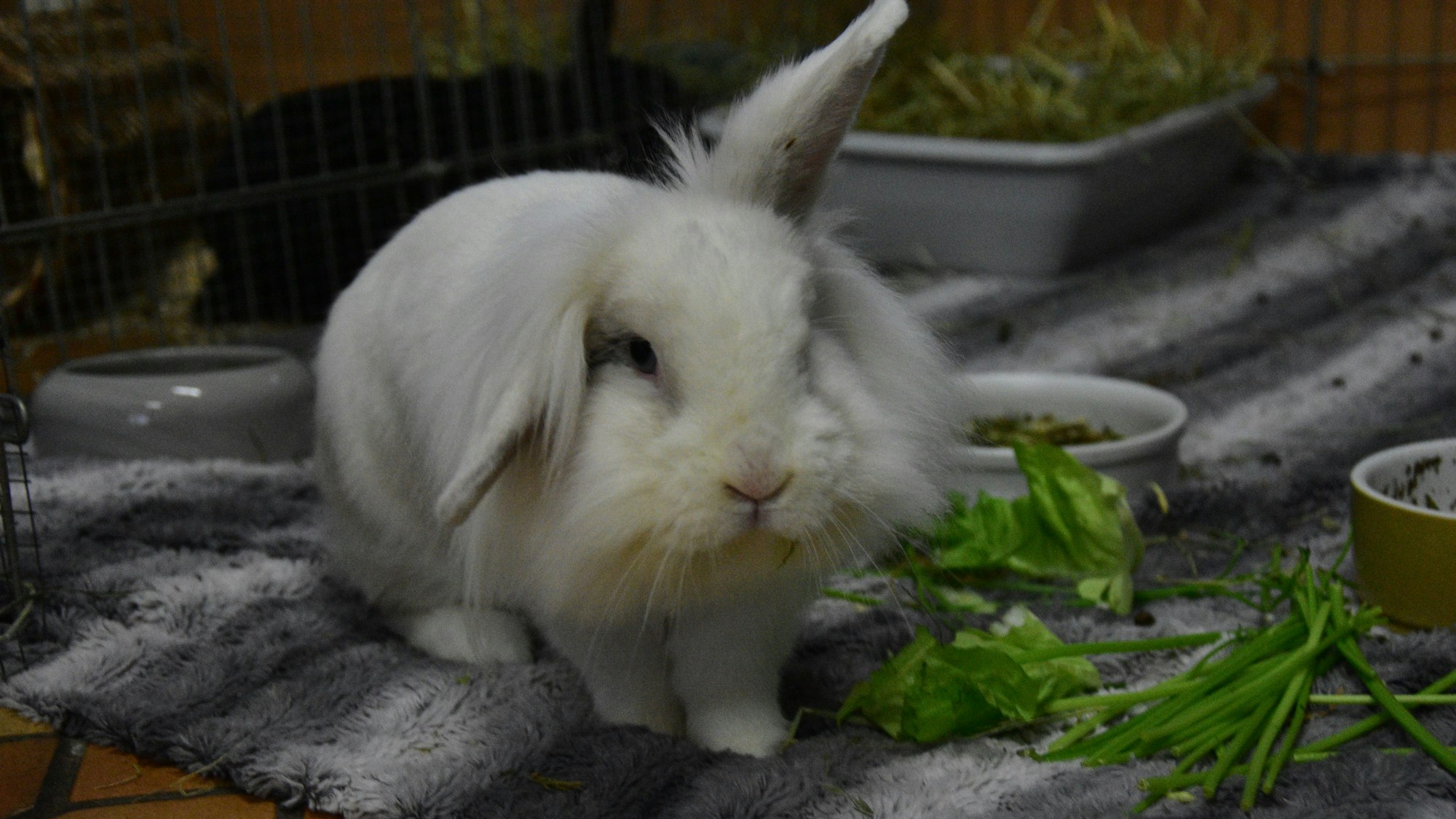 Kaninchen