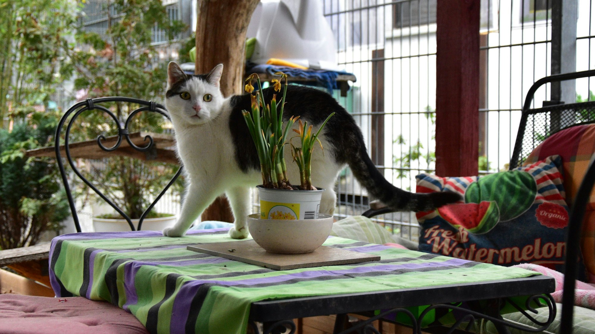 Katze auf dem Tisch