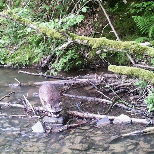 Ein Waschbär sitzt auf einem Stein in einem kleinen Bach.