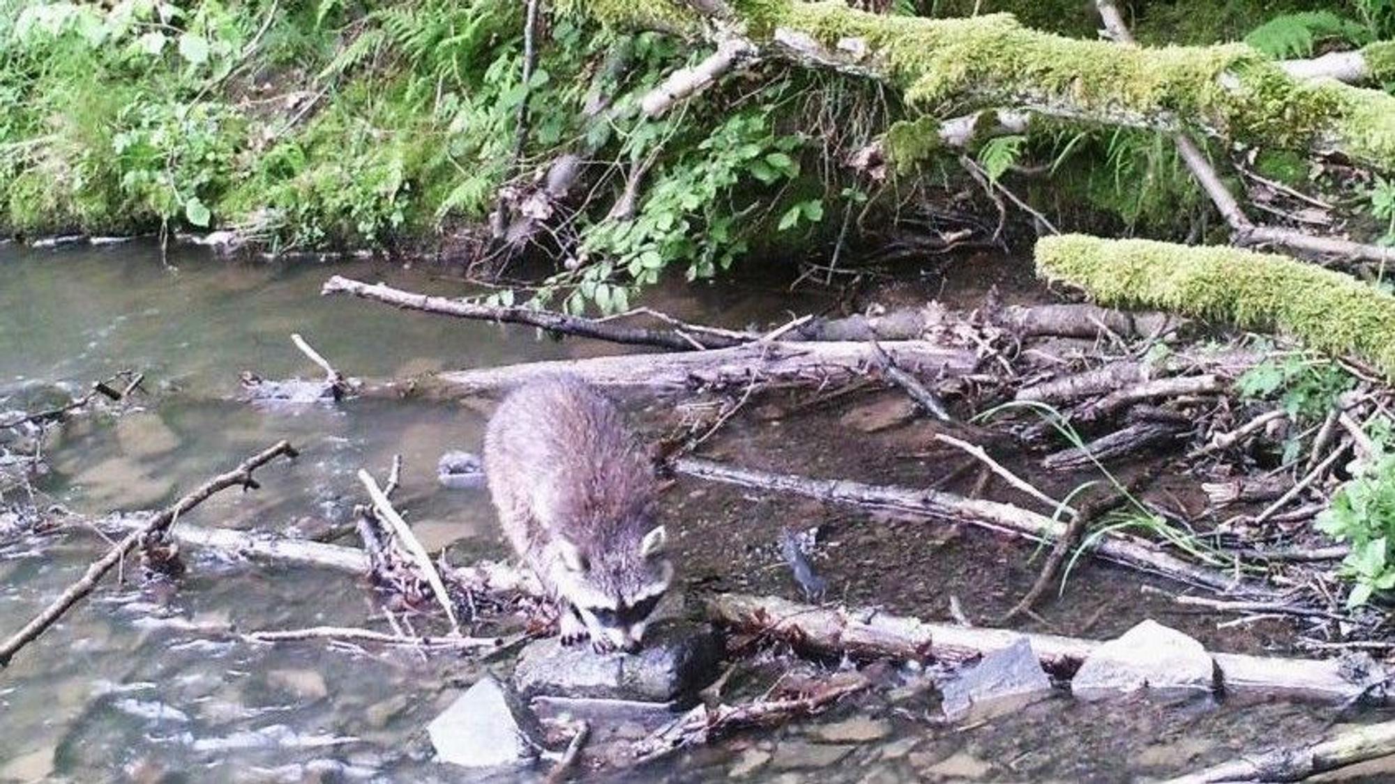 Ein Waschbär sitzt auf einem Stein in einem kleinen Bach.
