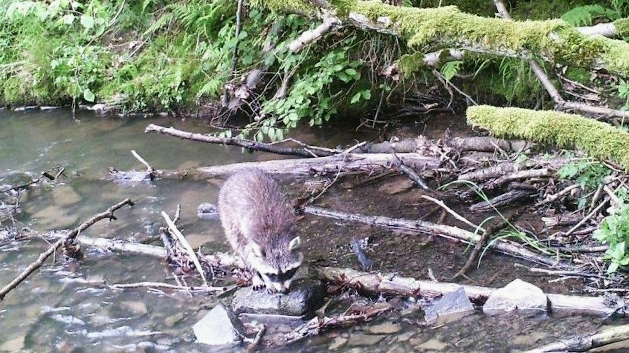Ein Waschbär sitzt auf einem Stein in einem kleinen Bach.