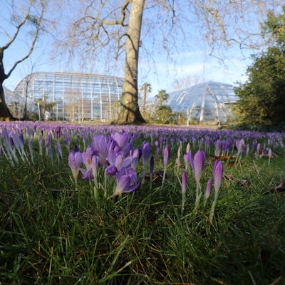Krokusse in der Kölner Flora. Der Jahresanfang war so mild wie schon lange nicht mehr.